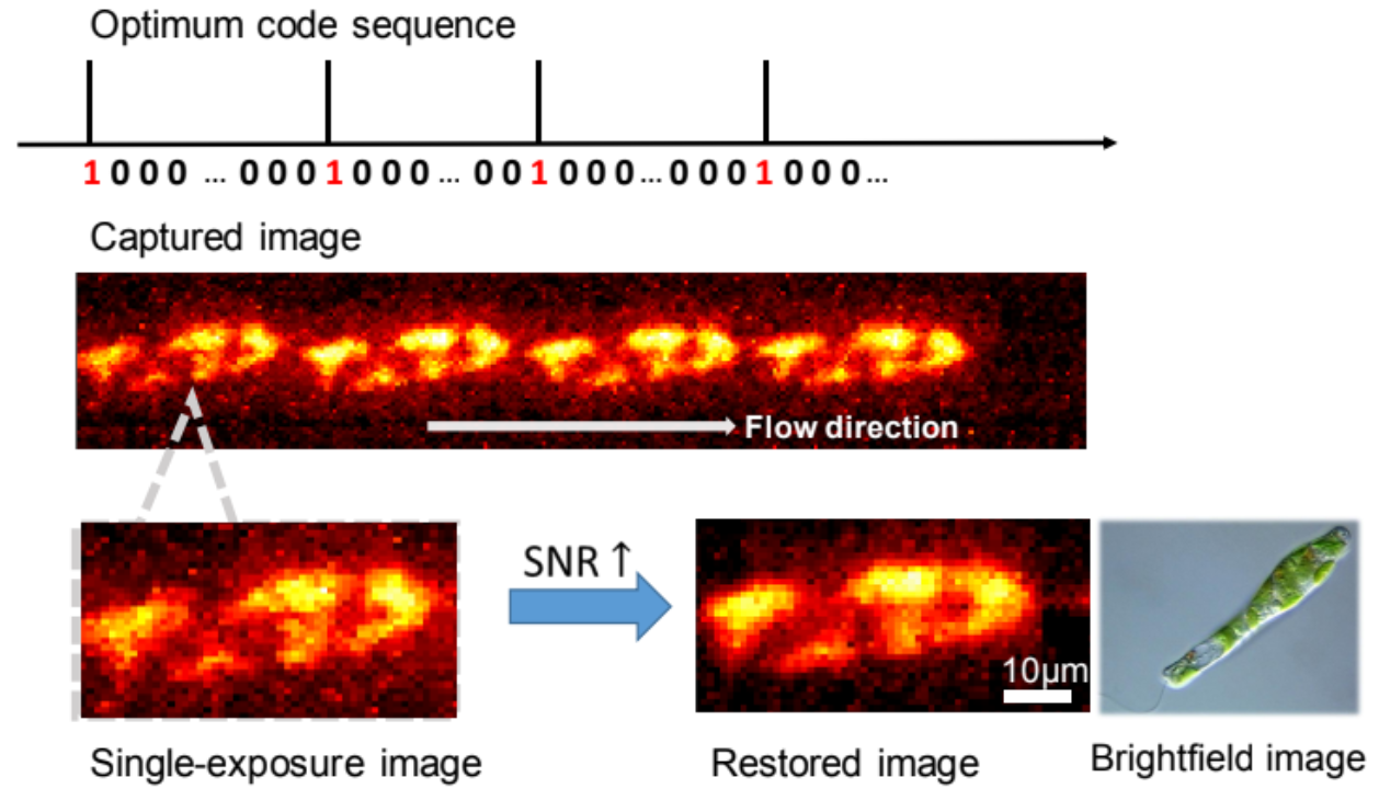Thumbnail for Optimal Binary Sequences for Coded Exposure Fluorescence Imaging of Flowing Cells